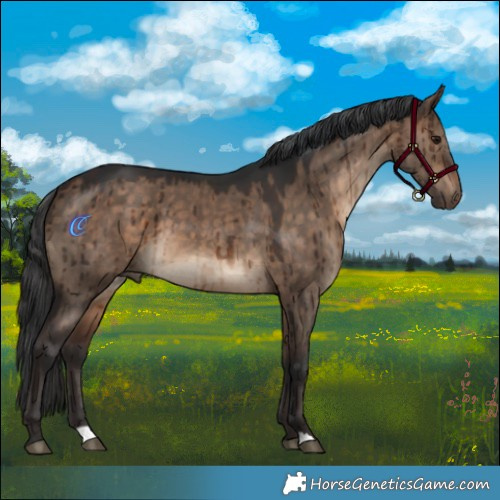 Horse Color:Bay Dun Brindle