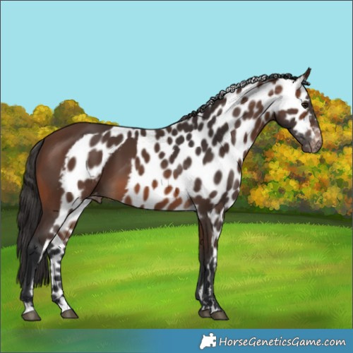 Horse Color:Brown Skewed Appaloosa 