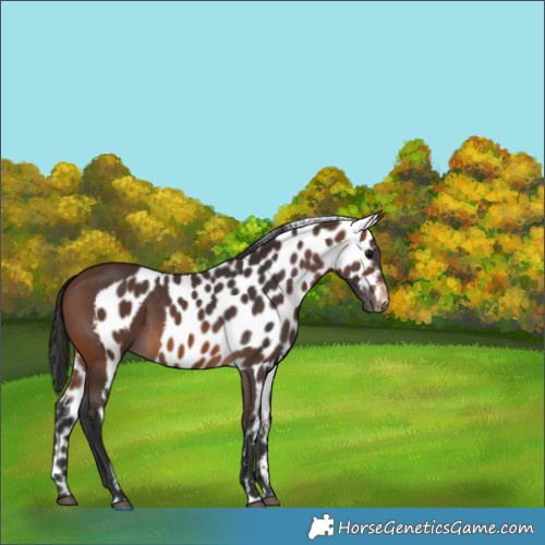 Horse Color:Brown Skewed Appaloosa