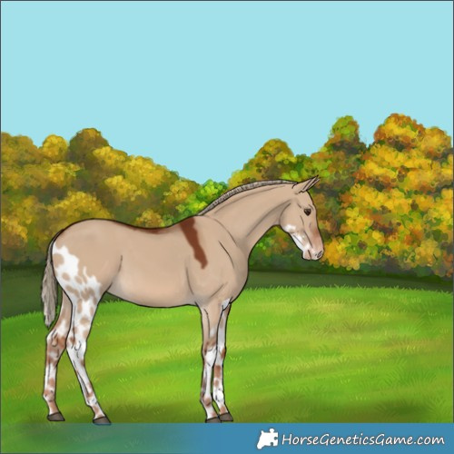 Horse Color:Red Dun Skewed Appaloosa