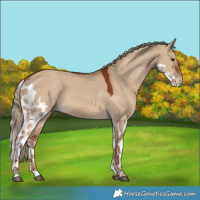 Horse Color:Red Dun Skewed Appaloosa