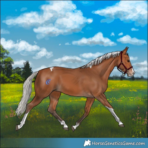 Horse Color:Silver Bay Splash Tobiano 