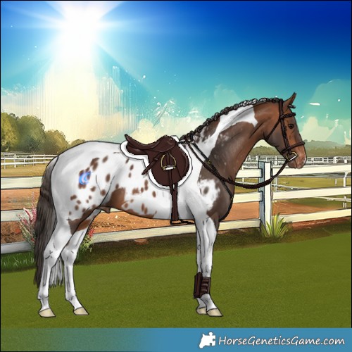 Horse Color:Bay Tobiano Appaloosa
