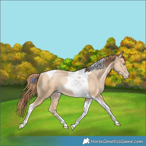 Horse Color:Buckskin Pearl Tobiano Rabicano 