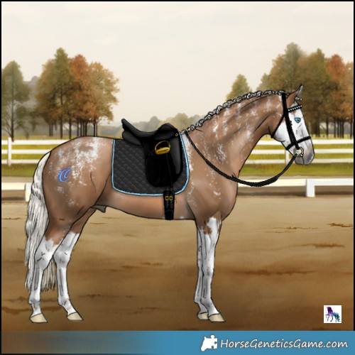 Horse Color:Powder White Gray Chocolate Palomino Splash 