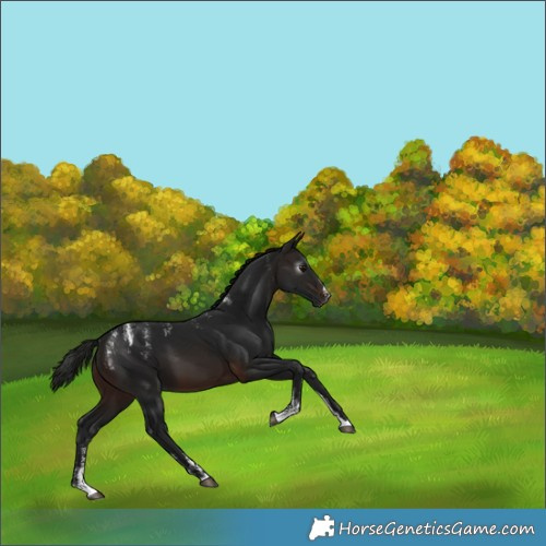 Horse Color:Powder White Gray Brown Splash 