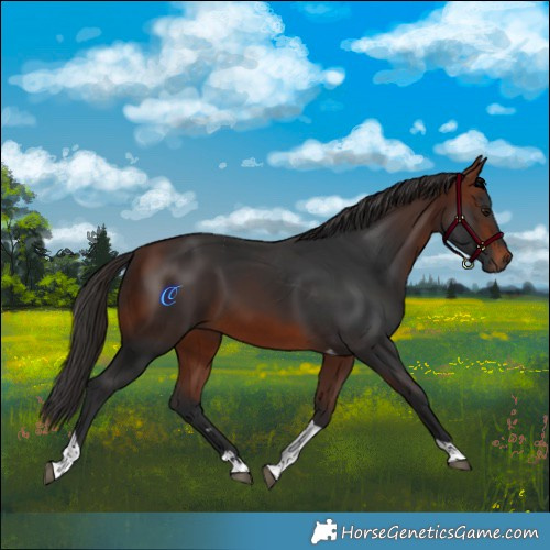 Horse Color:Bay Tobiano 