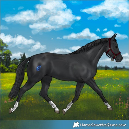 Horse Color:Black Tobiano