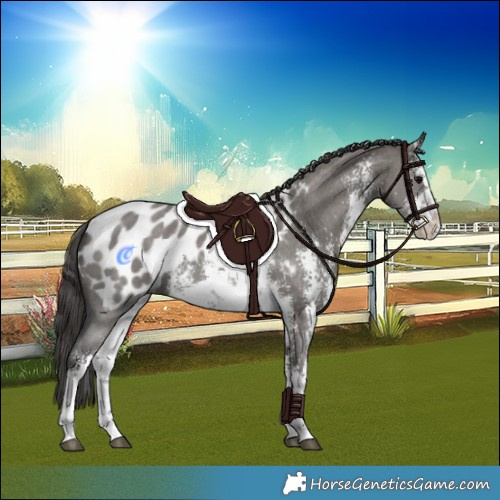 Horse Color:White Spotted Grullo Sabino Splash Near Leopard 