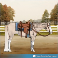 Horse Color:Perlino Splash