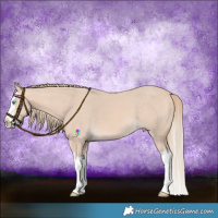 Horse Color:Perlino Splash 