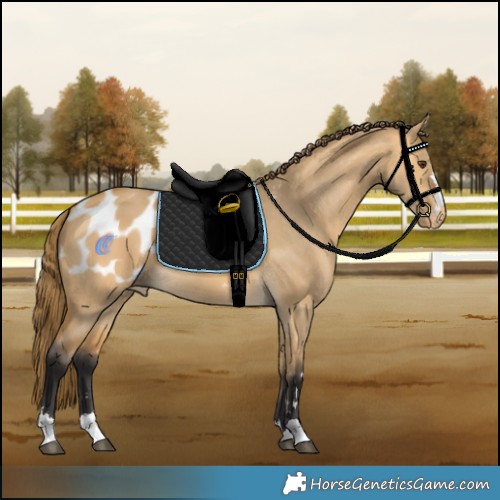 Horse Color:Buckskin Dun Appaloosa 