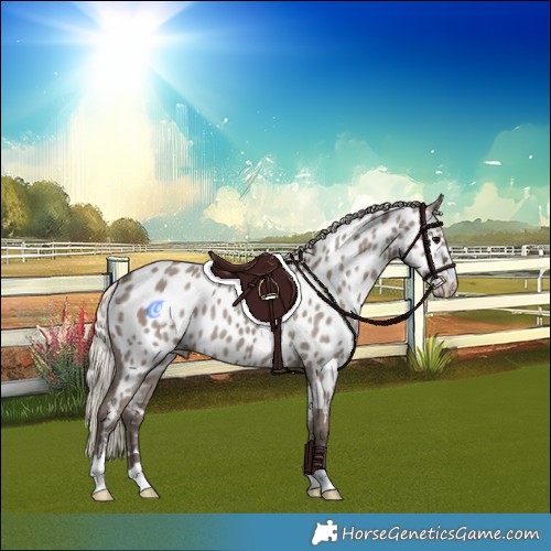 Horse Color:Silver Grullo Appaloosa Rabicano 
