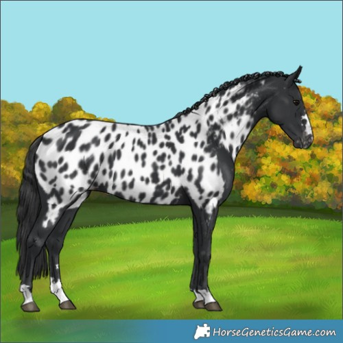 Horse Color:Black Appaloosa 