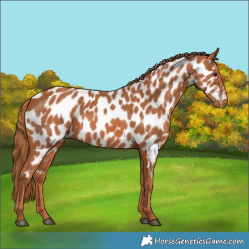 Horse Color:Chestnut Appaloosa 