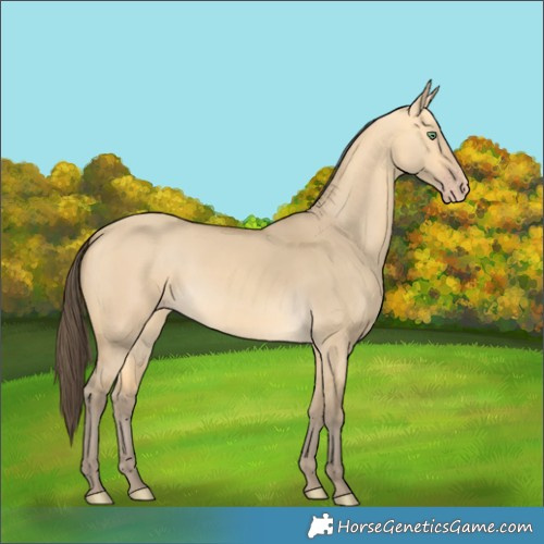 Horse Color:Amber Cream Champagne Dun
