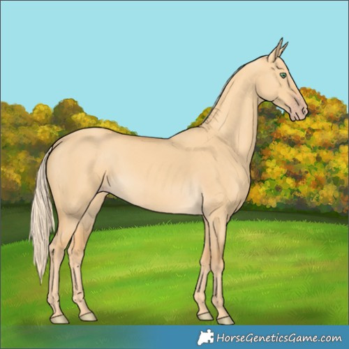 Horse Color:Gold Cream Champagne Dun 
