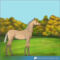 Horse Color:Silver Buckskin Dun 