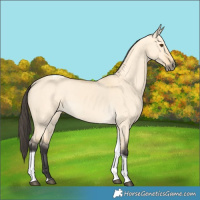 Horse Color:Buckskin Dun Tobiano