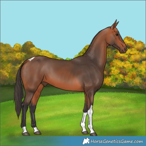 Horse Color:Bay Tobiano Rabicano 
