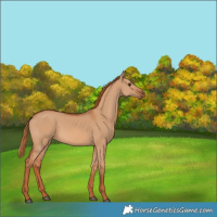 Horse Color:Red Dun 