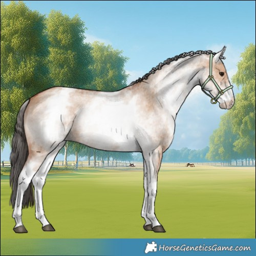 Horse Color:White Spotted Bay Dun