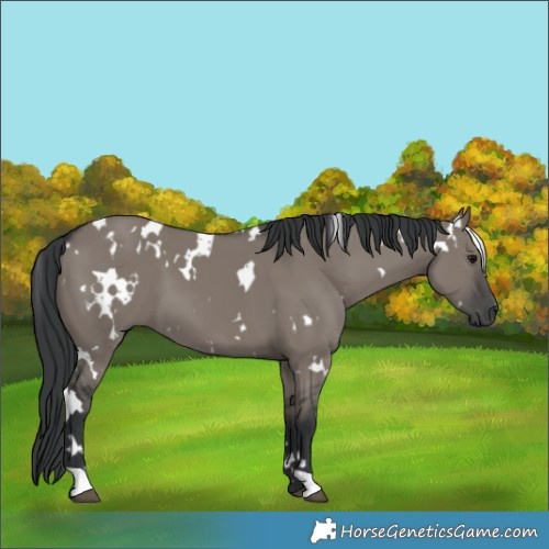 Horse Color:White Spotted Grullo