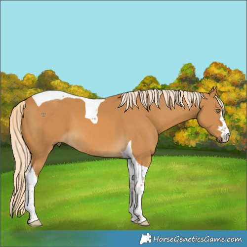 Horse Color:Palomino Tobiano