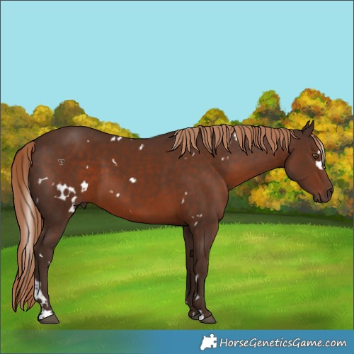 Horse Color:White Spotted Liver Chestnut