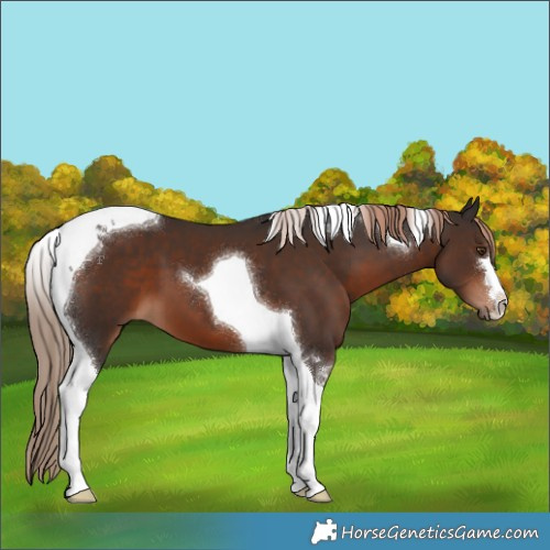 Horse Color:Liver Chestnut Tobiano 