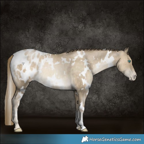 Horse Color:White Spotted Smoky Black Pearl Appaloosa Rabicano 
