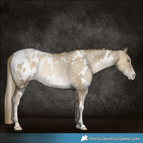 Horse Color:White Spotted Smoky Black Pearl Blanket Rabicano 