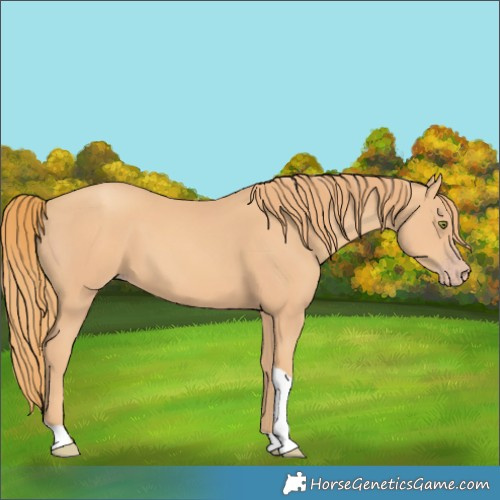Horse Color:Gold Champagne Tobiano 