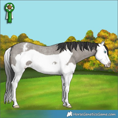 Horse Color:Grullo Roan Splash Frame Appaloosa