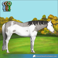 Horse Color:Grullo Roan Splash Frame Varnish 