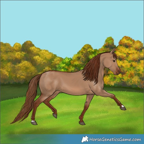 Horse Color:Red Dun