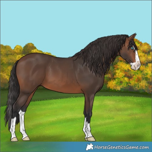 Horse Color:Brown Splash 