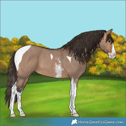Horse Color:Bay Dun Sabino Splash Tobiano Appaloosa 