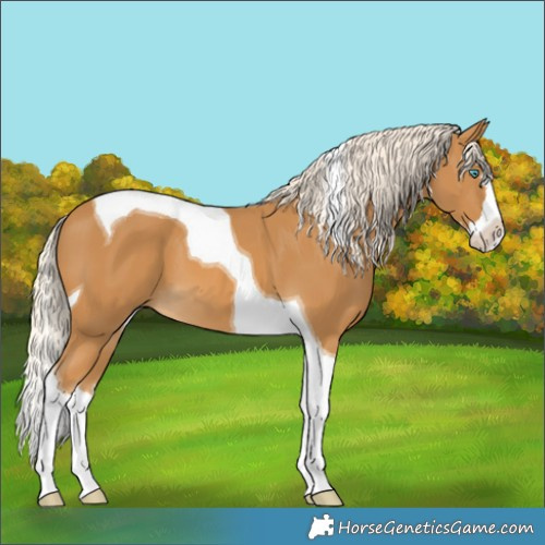Horse Color:Palomino Splash Tobiano 