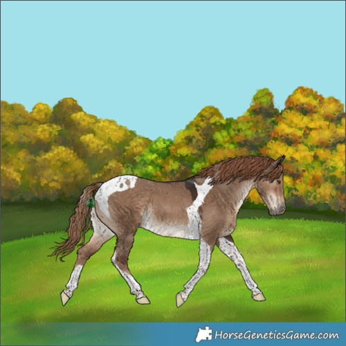 Horse Color:Liver Red Dun Tobiano Rabicano
