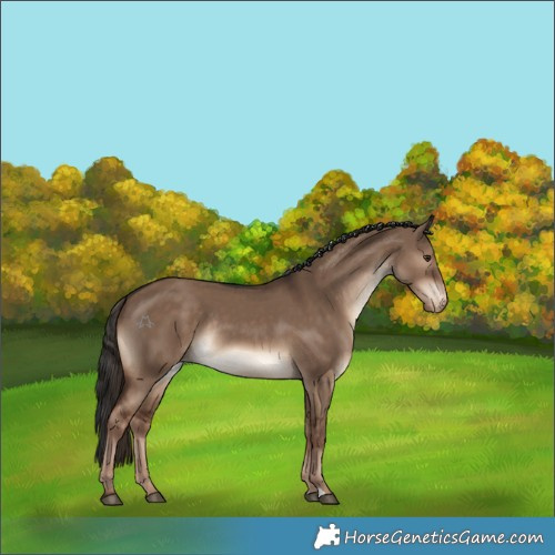 Horse Color:Liver Red Dun Appaloosa Rabicano