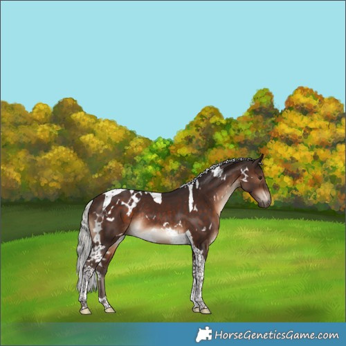 Horse Color:White Spotted Silver Brown Tobiano Rabicano