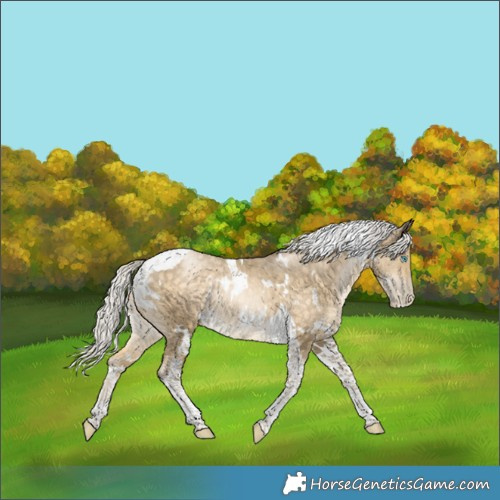 Horse Color:White Spotted Silver Buckskin Pearl Tobiano Rabicano 