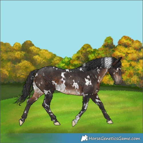 Horse Color:White Spotted Brown Rabicano 
