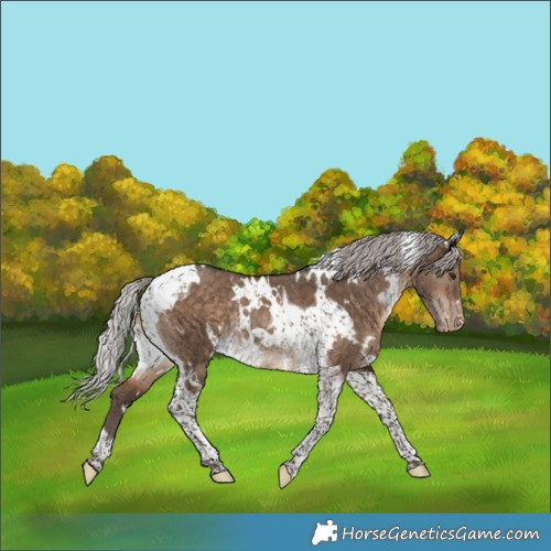 Horse Color:White Spotted Silver Brown Dun Tobiano Appaloosa Rabicano