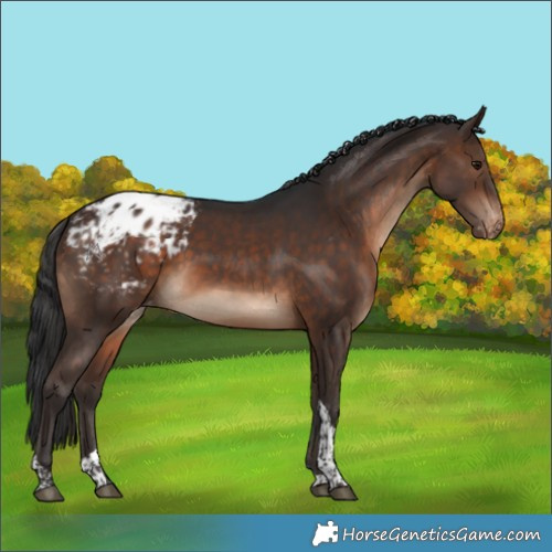 Horse Color:Brown Tobiano Appaloosa Rabicano