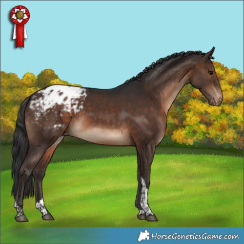 Horse Color:Brown Tobiano Blanket Rabicano 