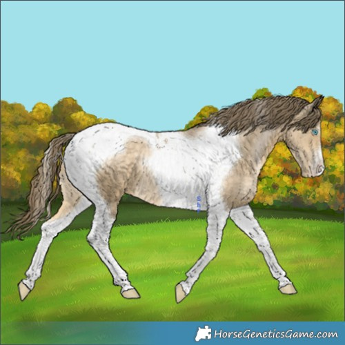Horse Color:Buckskin Pearl Tobiano 