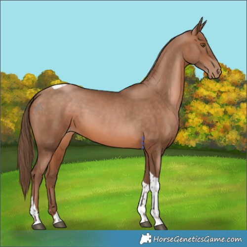 Horse Color:Brown Pearl Tobiano