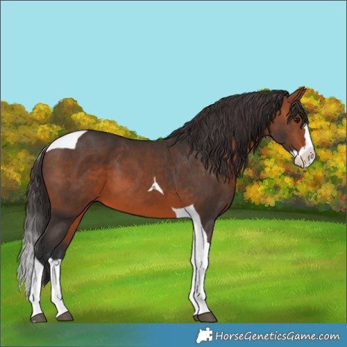Horse Color:Bay Splash Tobiano 